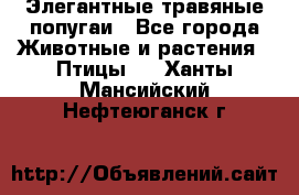 Элегантные травяные попугаи - Все города Животные и растения » Птицы   . Ханты-Мансийский,Нефтеюганск г.